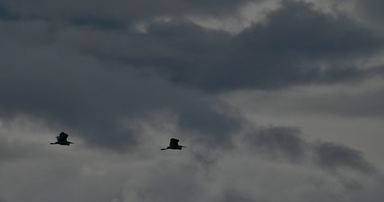 Z6ii1_107162