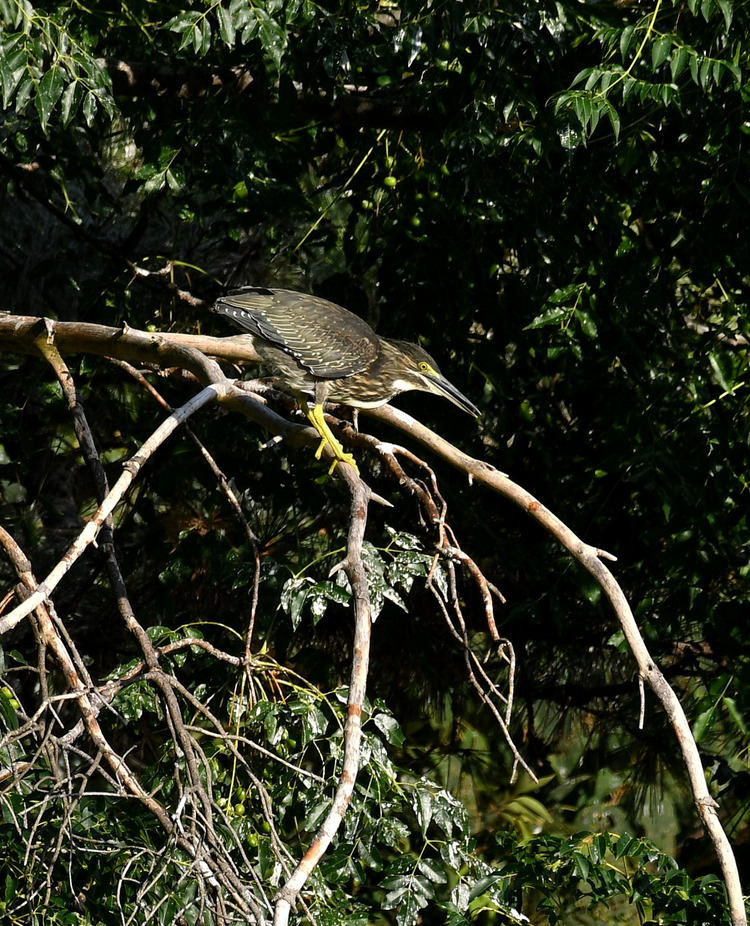 D5003_086031
