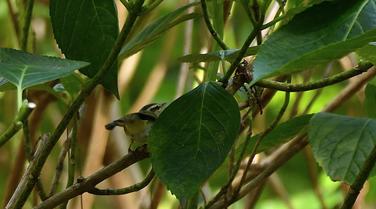 D5003_081293