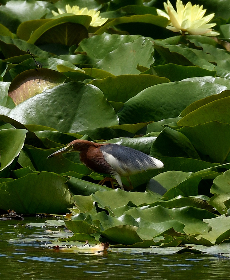 D5003_079032