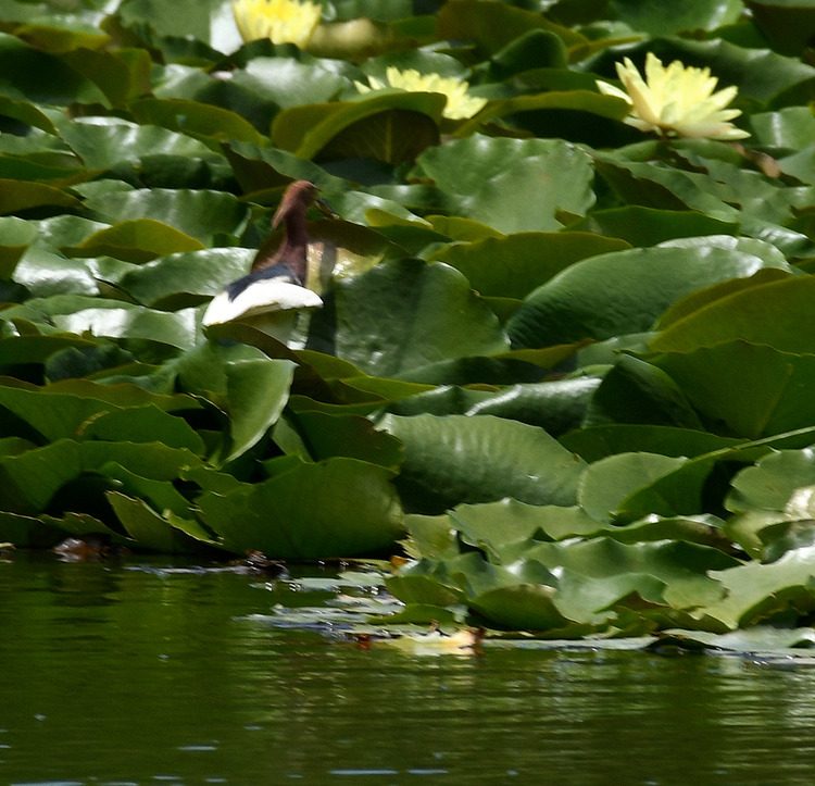 D5003_079036