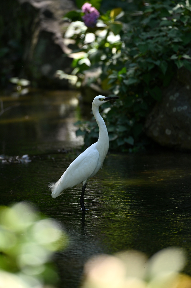 Z6ii1_098808