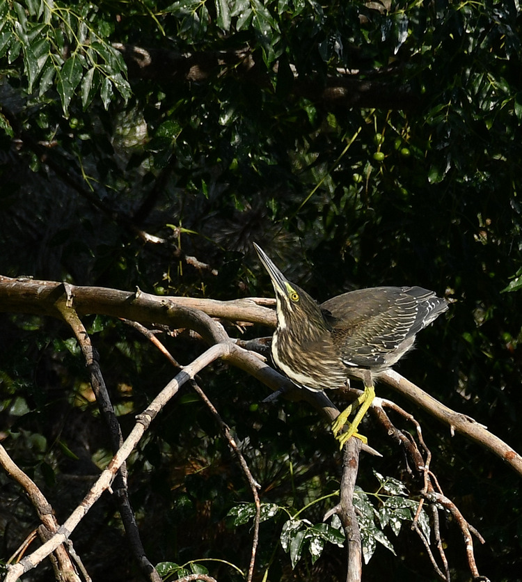 D5003_086037