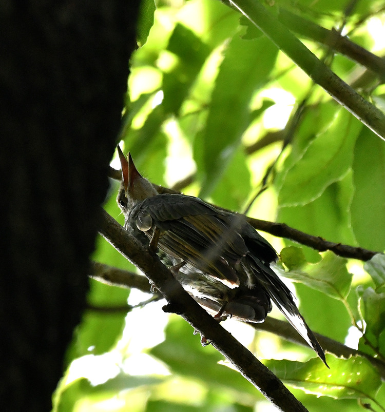 D5003_082983