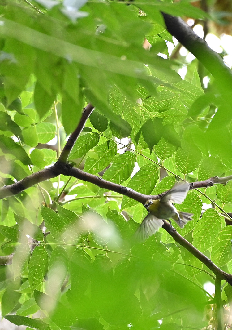 Z6ii1_102888