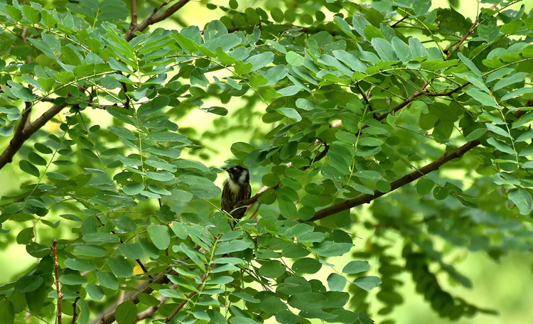 D5003_086238