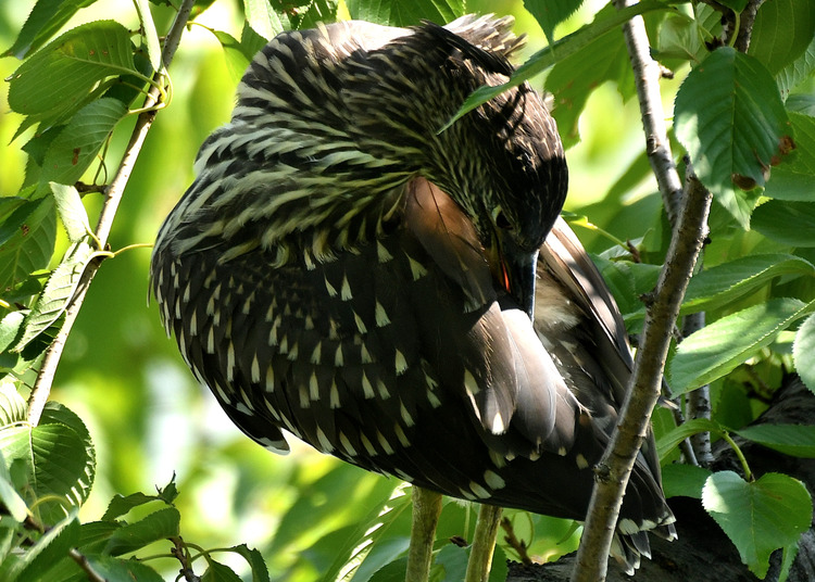 D5003_077090