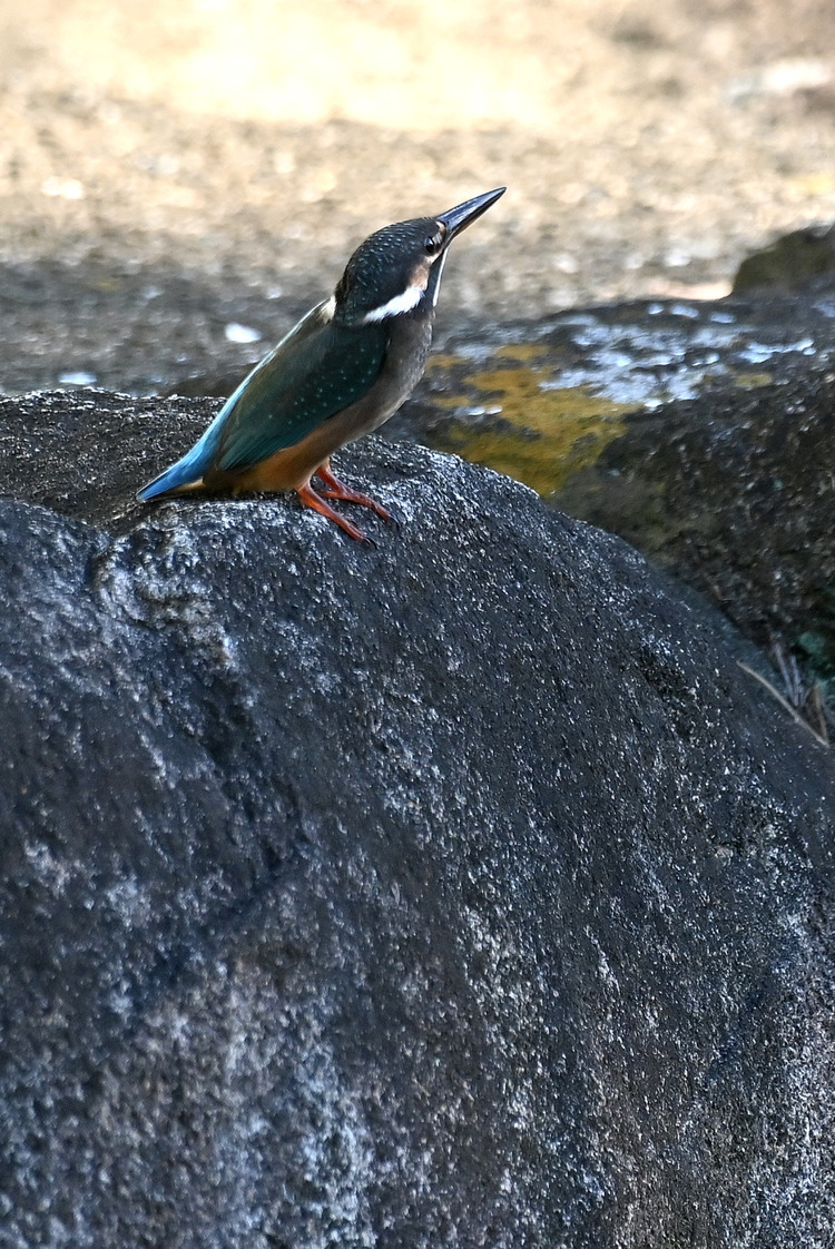 Z6ii1_110986