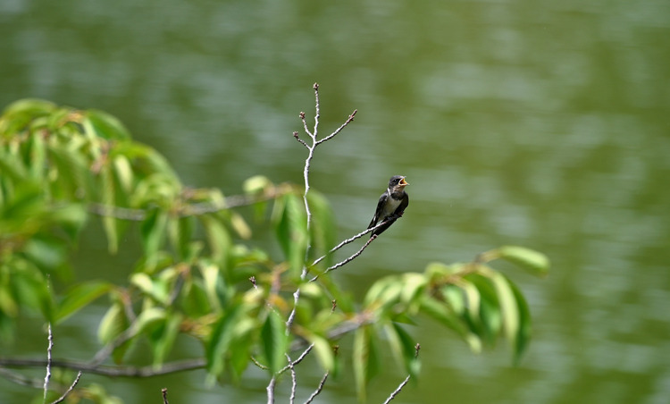 Z6ii1_099796