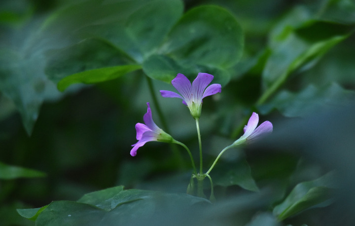 D7.2K3_080389