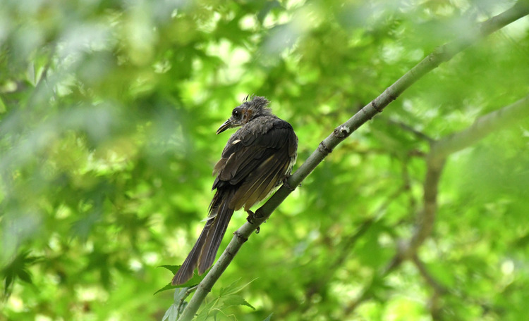 D5003_082976
