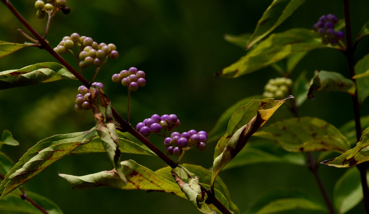 D5003_080226