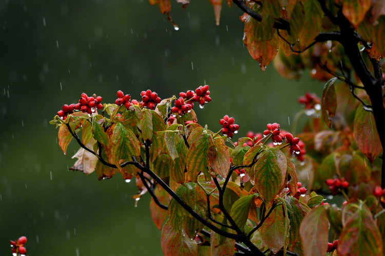 D5003_106569_00