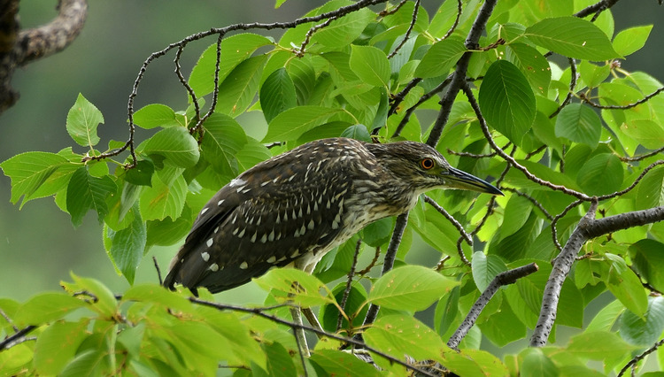 D5003_080805