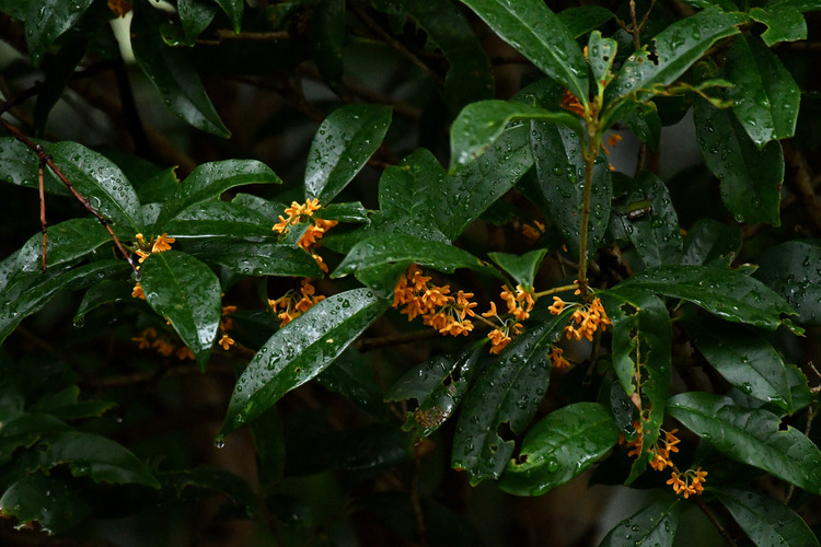 D5003_112609