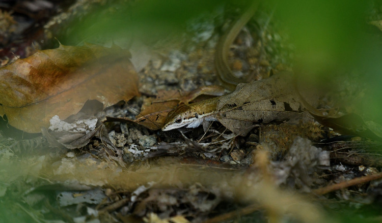 D5003_085099