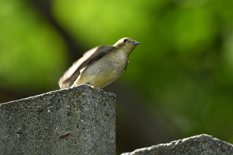 D5003_109145