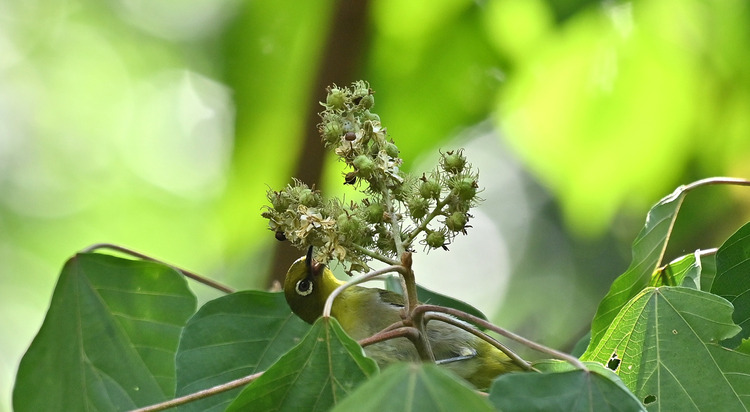 Z6ii1_102024