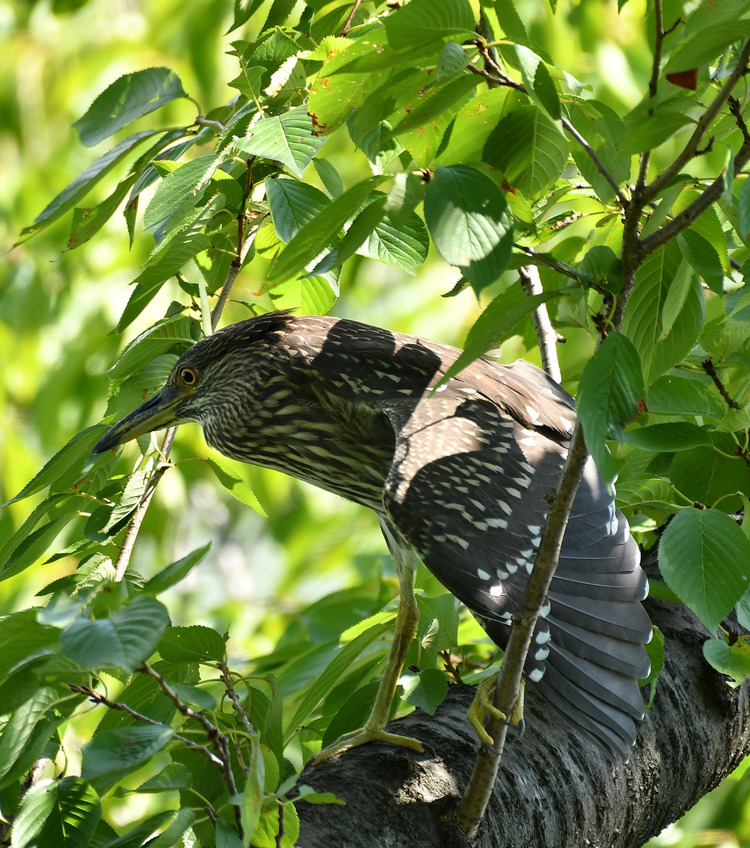 D5003_077027