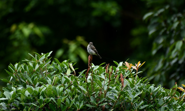 D5003_108164
