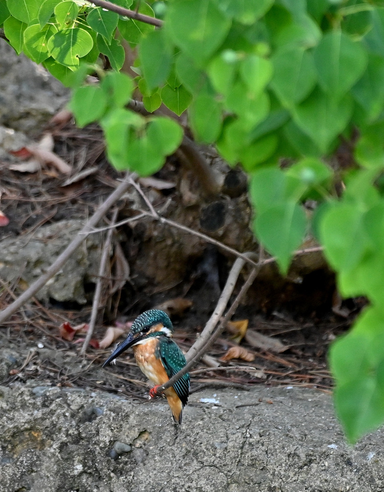 Z6ii1_098698