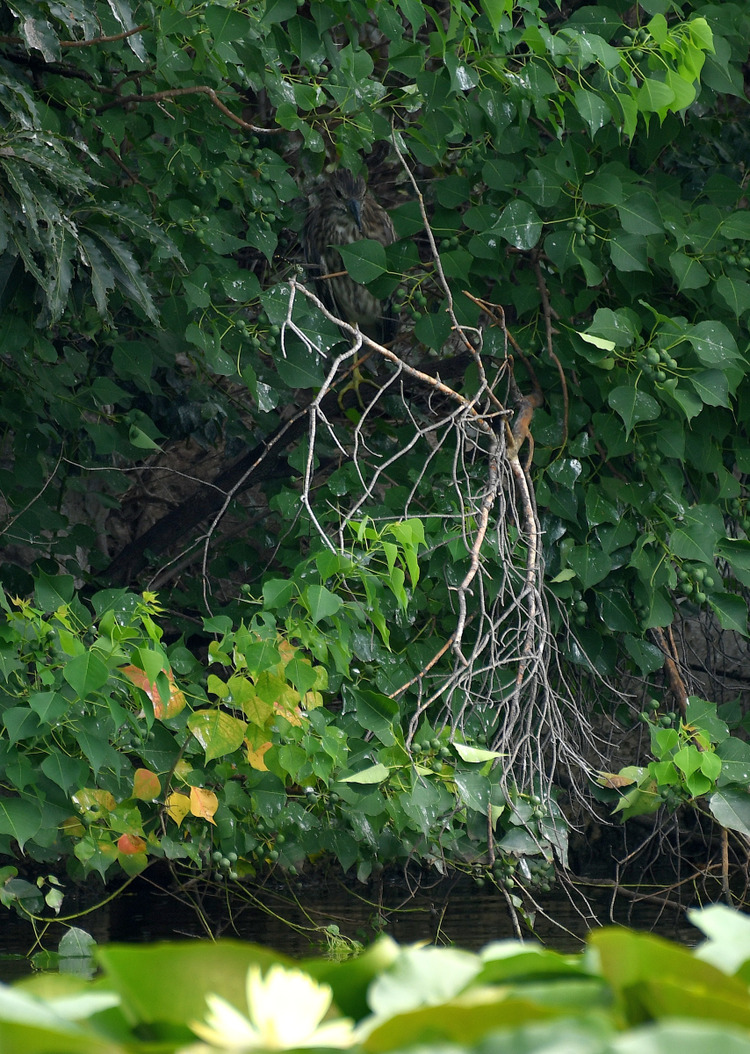 D5003_083779_01