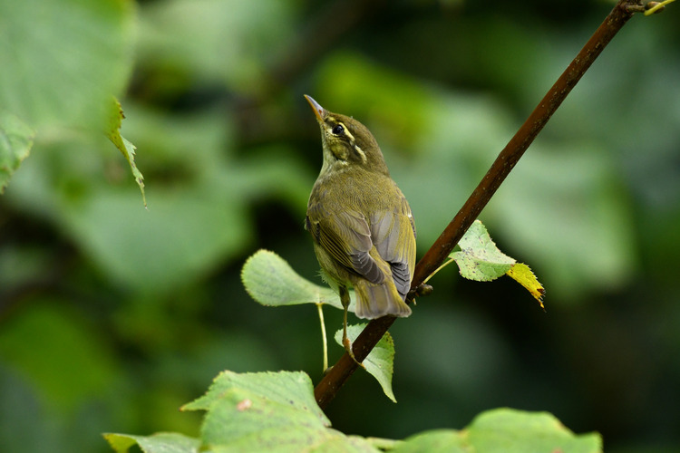 D5003_108215