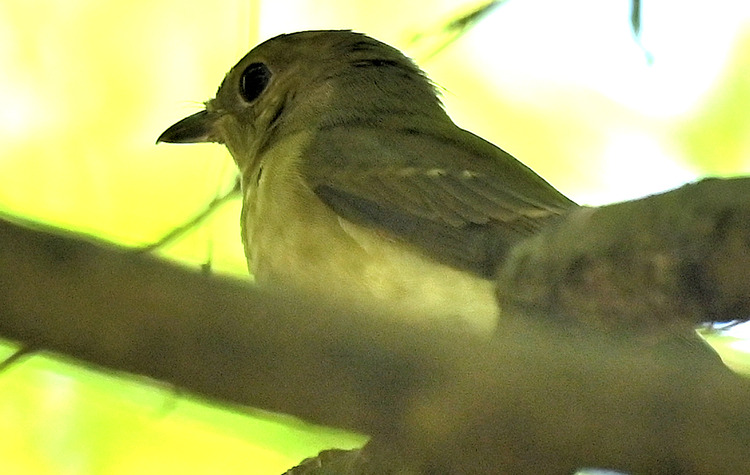 Z6ii1_109903