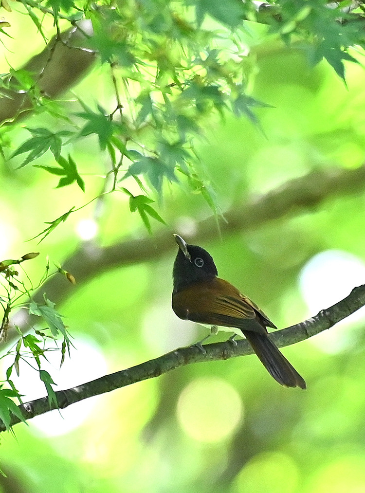 Z6ii1_106000