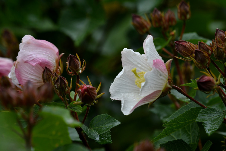 D5003_108386