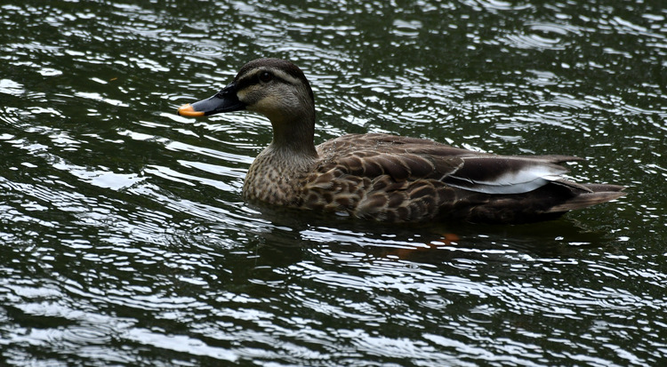 D5003_106633