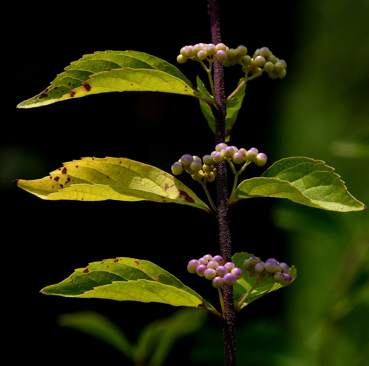 D5003_080228