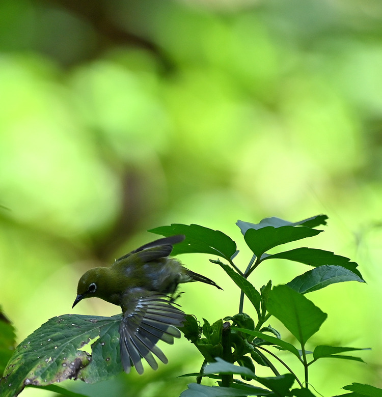 Z6ii1_109949