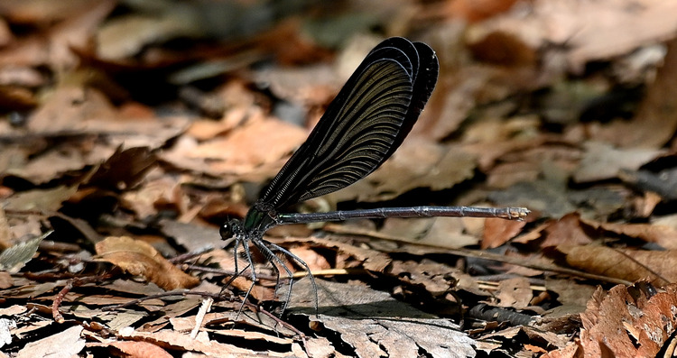 Z6ii1_109229