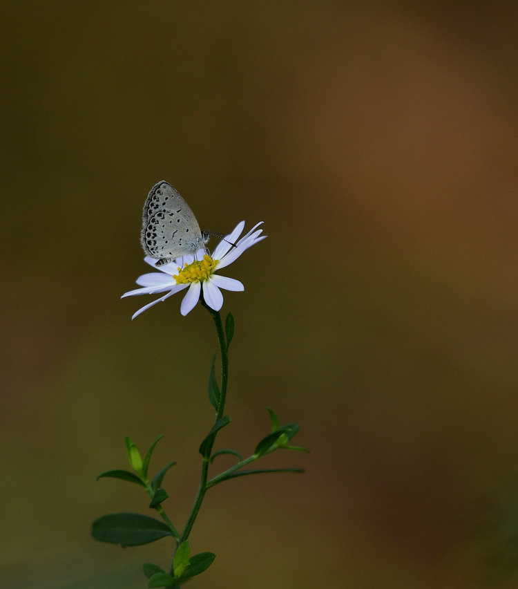 D5003_086294