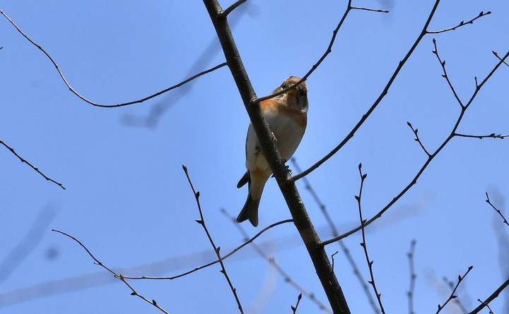 D5003_031384