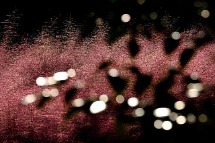 D5003_116206