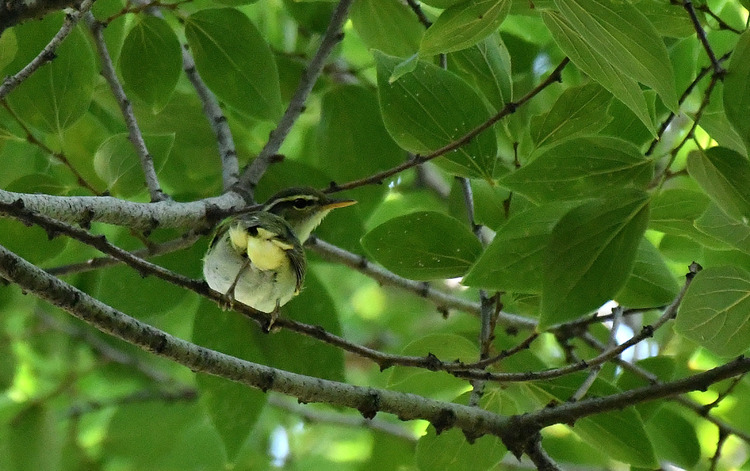D5003_076866