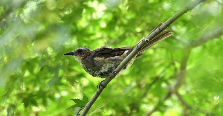 D5003_082978