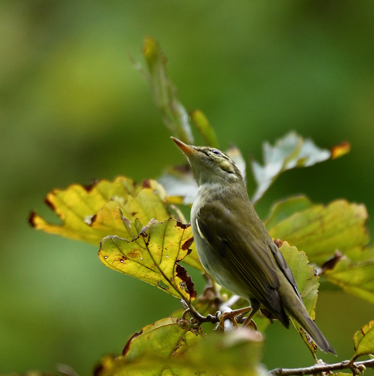D5003_108198