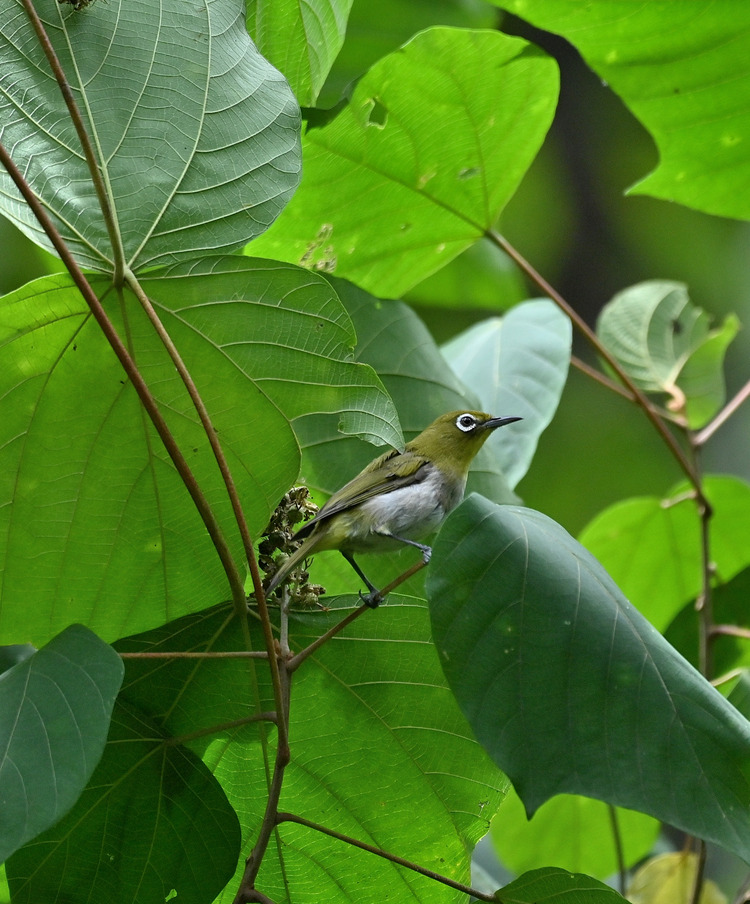 Z6ii1_100657