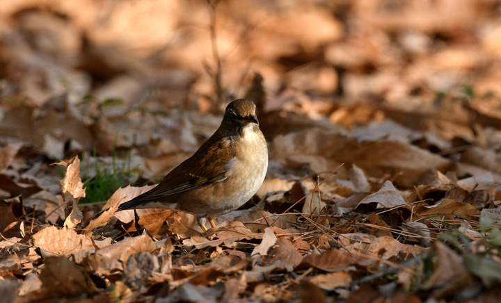 D5003_011422
