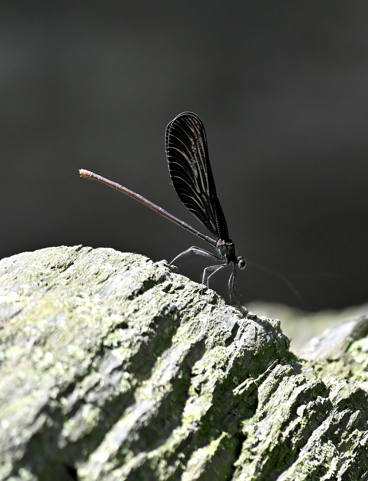 Z6ii1_109202_00
