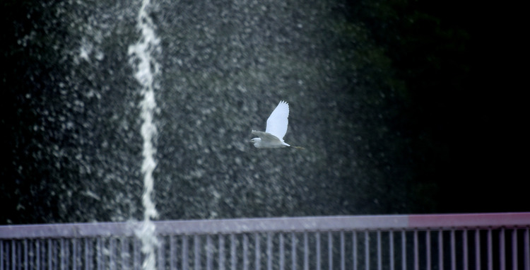 D5003_086487