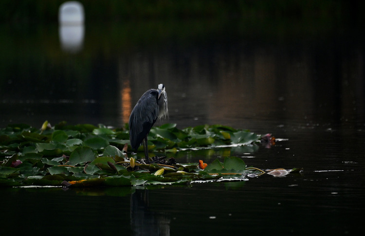 Z6ii1_107951