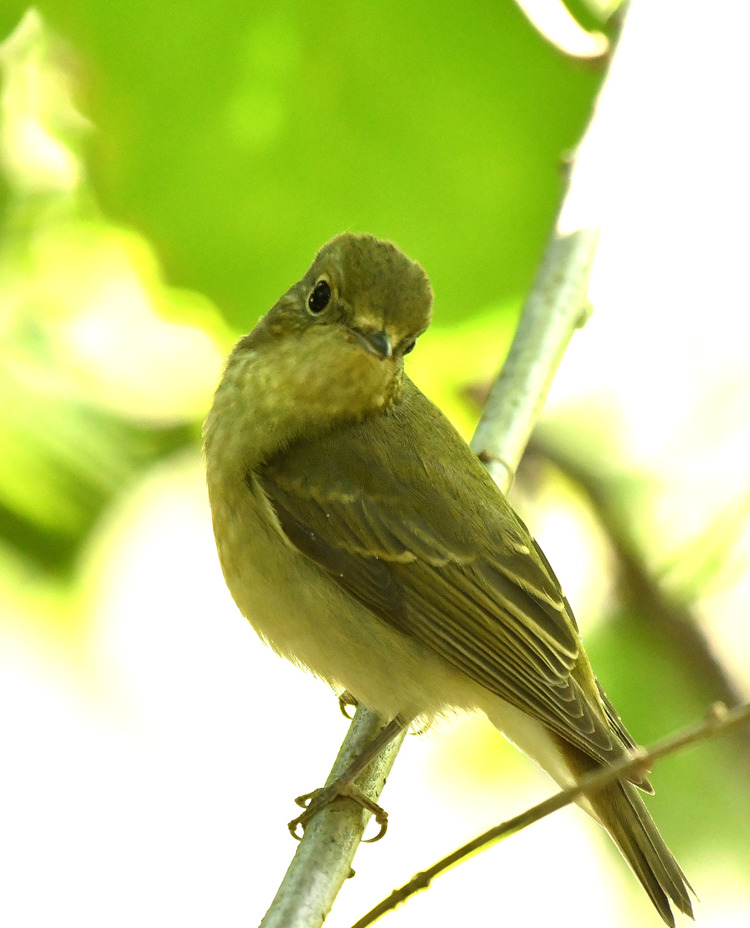 D5003_118762