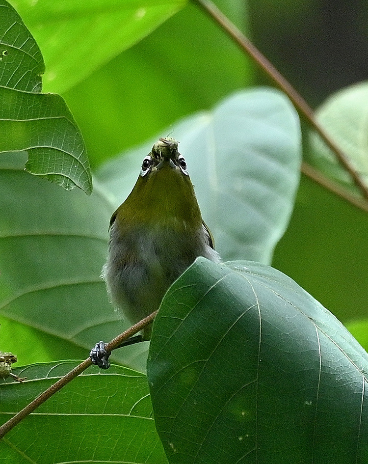 Z6ii1_100640