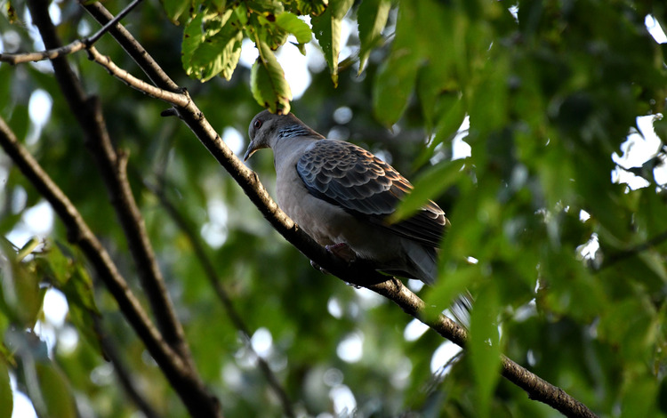 D5003_118147