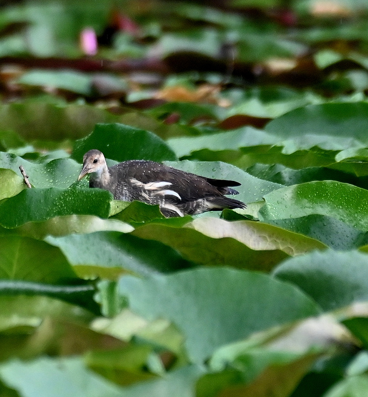 Z6ii1_107080