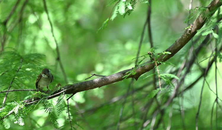 Z6ii1_099562